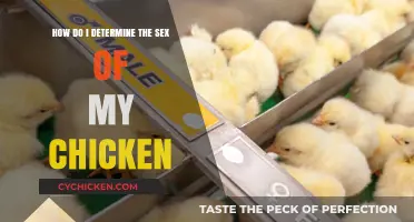 Determining Your Chicken's Sex: A Quick Guide