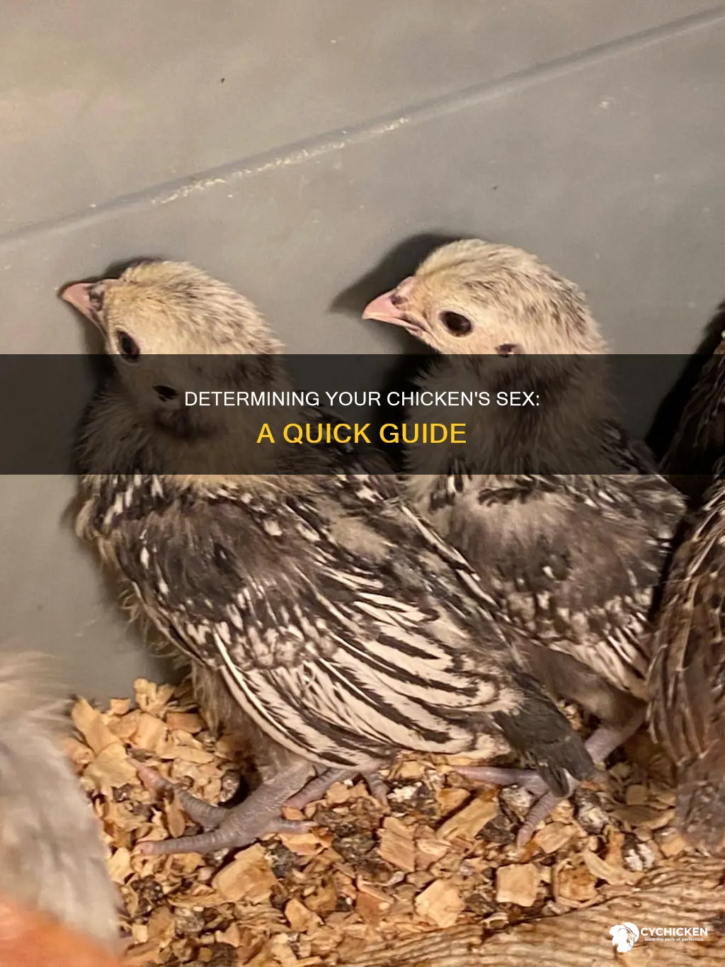 how do i determine the sex of my chicken