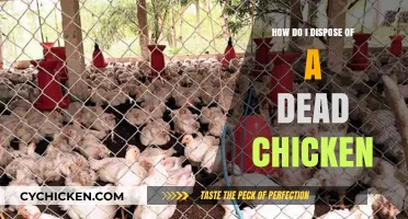 Proper Disposal Methods for a Dead Chicken: A Step-by-Step Guide