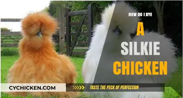 Dyeing Silkie Chickens: A Step-by-Step Guide for Vibrant Results