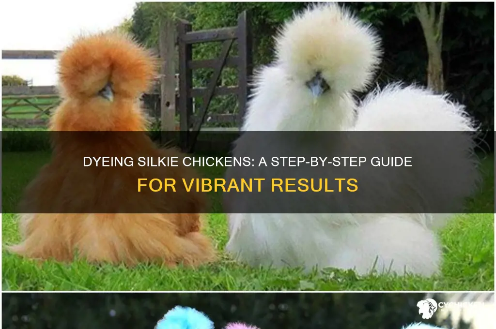 how do i dye a silkie chicken