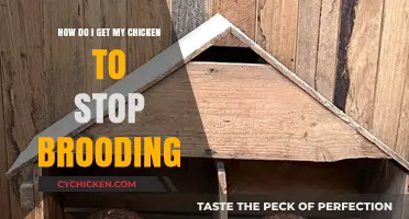 Breaking the Brood: Helping Your Chicken Move On