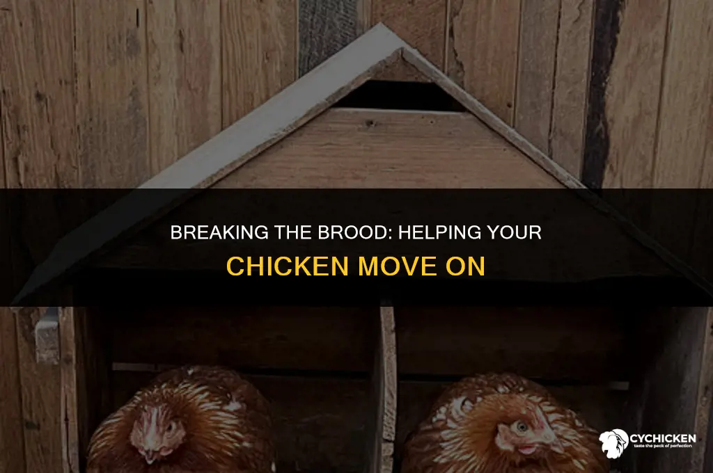 how do i get my chicken to stop brooding