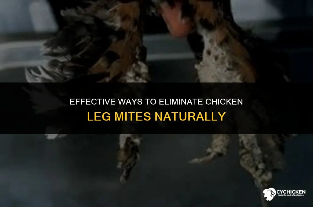how do i get rid of chicken leg mites