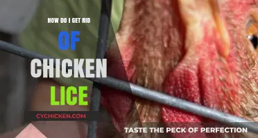 Effective Ways to Eliminate Chicken Lice: A Comprehensive Guide