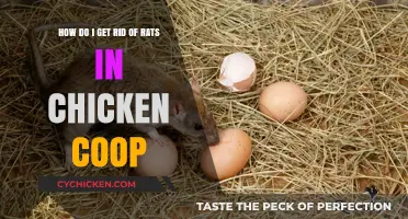 Effective Strategies to Eliminate Rats from Your Chicken Coop