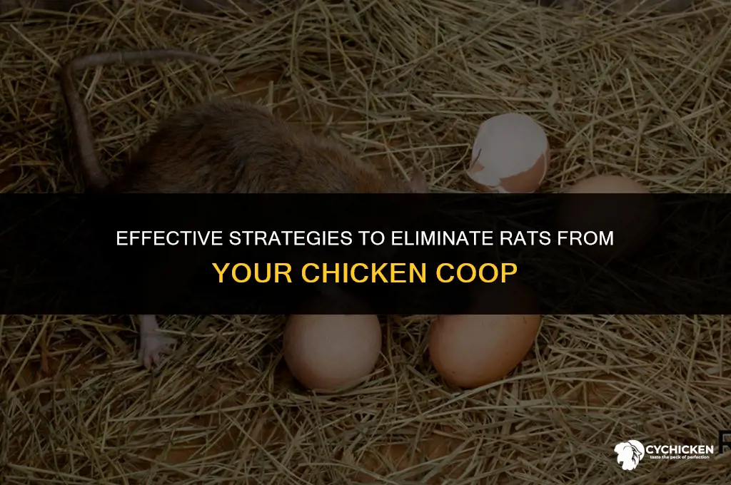 how do i get rid of rats in chicken coop