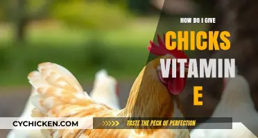 Boosting Chick Health: Effective Ways to Administer Vitamin E