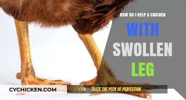 Treating a Chicken's Swollen Leg: Quick Guide