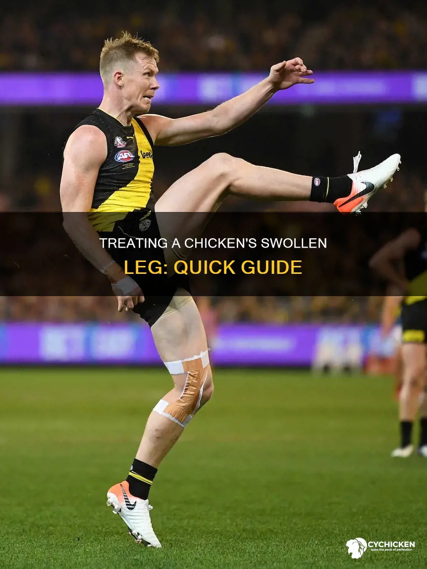 how do i help a chicken with swollen leg