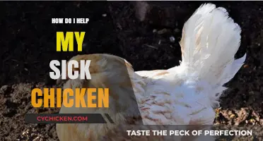 Caring for Your Sick Chicken: Essential Tips for Recovery and Health