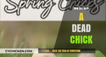 Compassionate Steps to Help a Dead Chick: A Gentle Guide