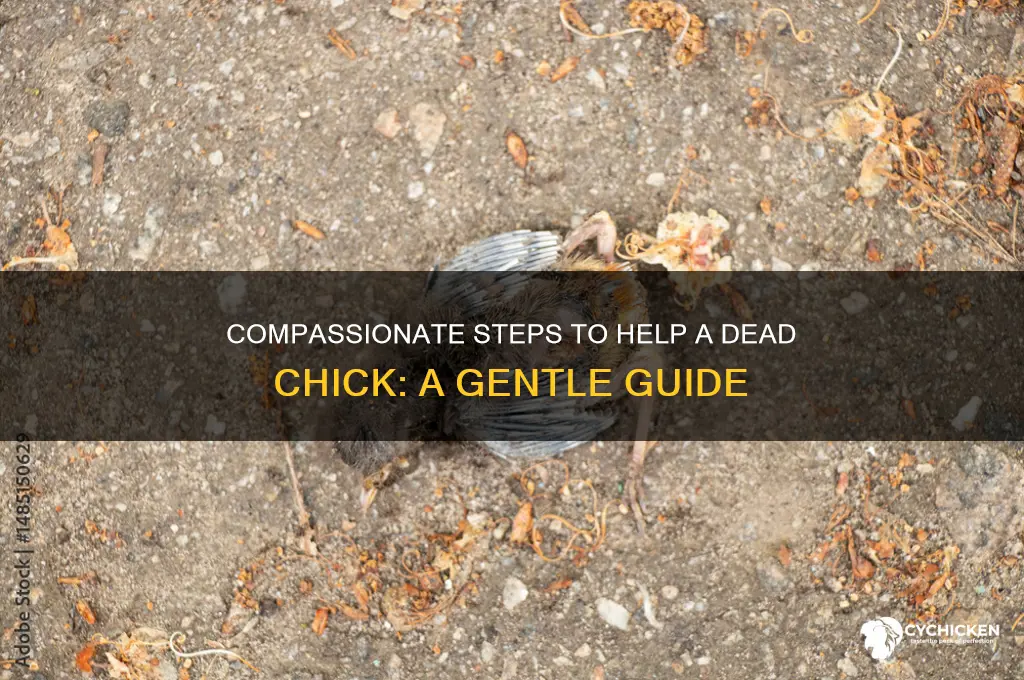 how do i hlep a dead chick