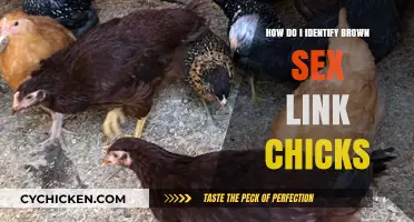 Identifying Brown Sex Link Chicks: A Beginner's Guide to Hatchling Gender