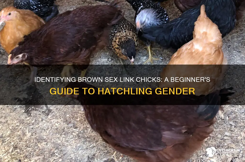 how do i identify brown sex link chicks