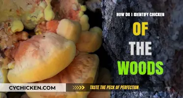 Spotting Chicken of the Woods: A Beginner's Guide to Identification