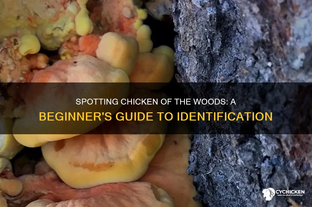 how do i identify chicken of the woods