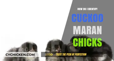 Spotting Cuckoo Maran Chicks: Essential Tips for Identification