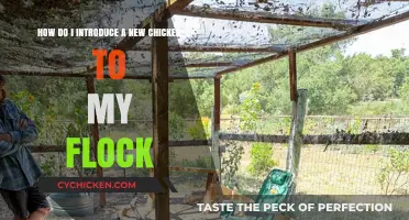 Introducing New Chickens: Tips for a Peaceful Flock