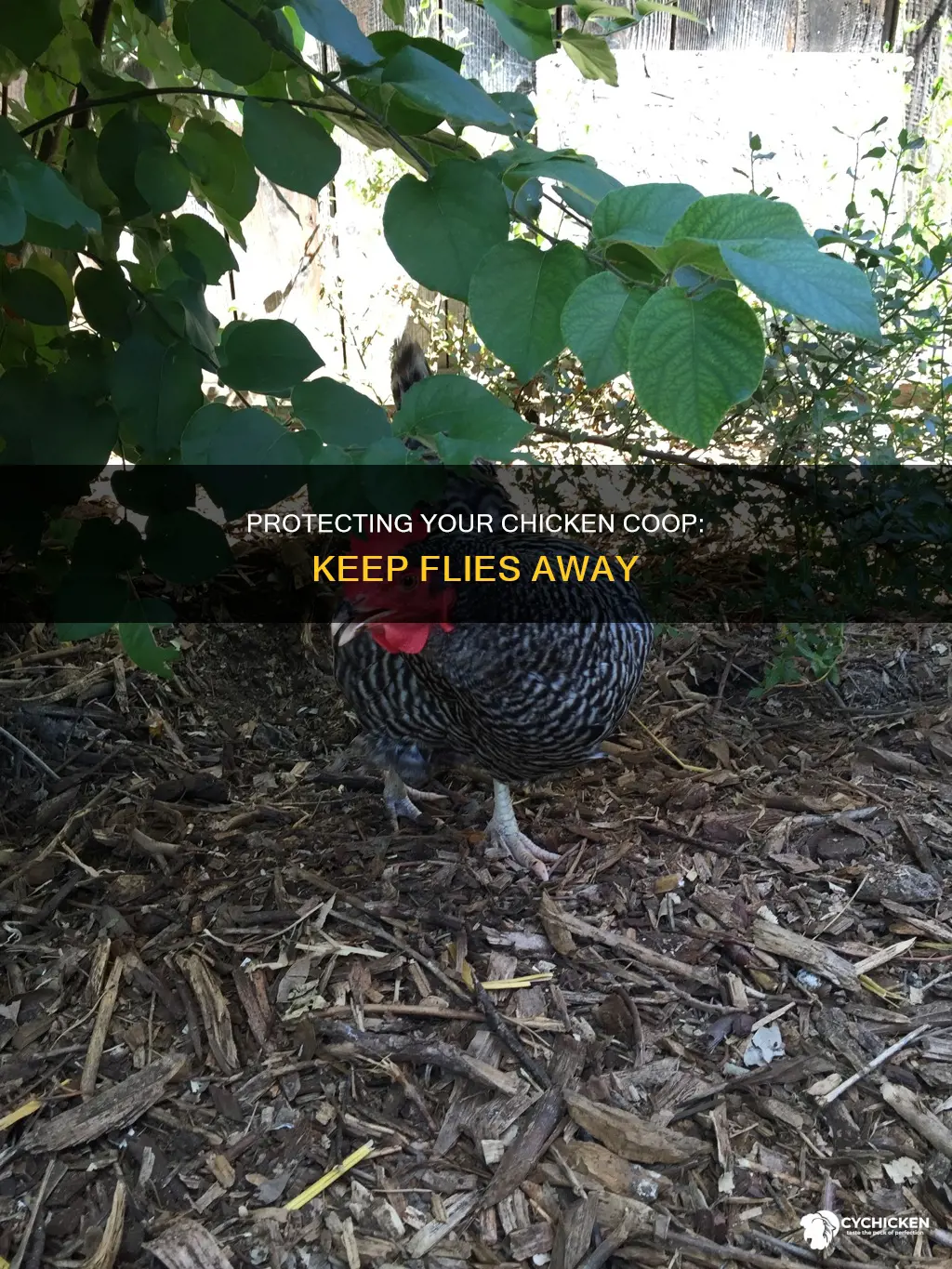 how do i keep flies out of my chicken coup