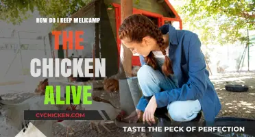 Keeping Melicamp the Chicken Healthy and Happy: Essential Care Tips