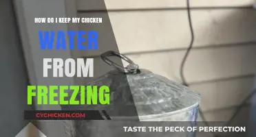 Preventing Frozen Chicken Water: DIY Solutions for Coops