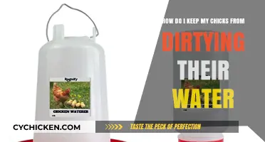Keep Chicks' Water Clean: Simple Tricks for Happy Chicks