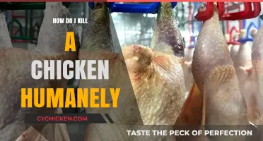 Humane Chicken Slaughter: Ethical and Compassionate Methods for Home Farmers