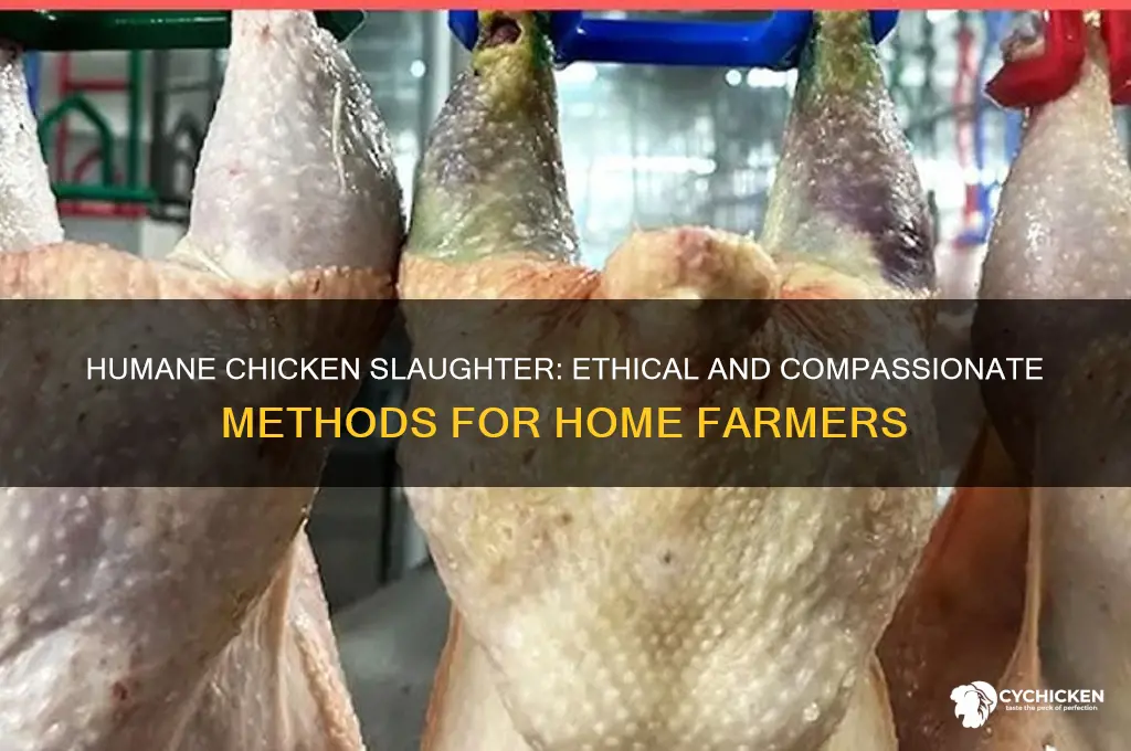 how do i kill a chicken humanely