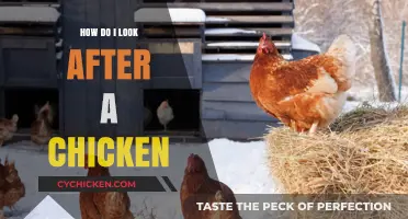 Caring for Your Chicken: Essential Tips for Happy, Healthy Birds