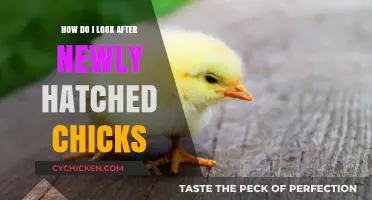 Caring for Newly Hatched Chicks: Essential Tips for Healthy Growth