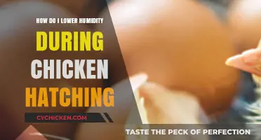 Effective Ways to Reduce Humidity for Successful Chicken Hatching