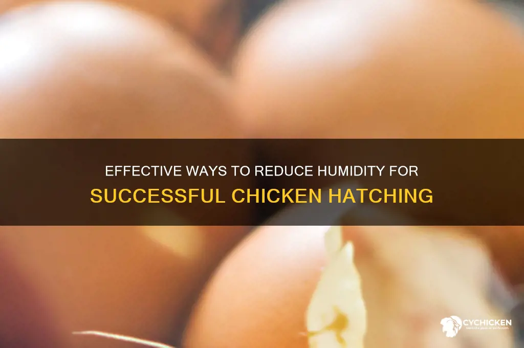 how do i lower humidity during chicken hatching