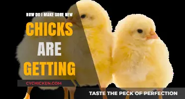Ensuring New Chicks Thrive: A Guide to Their First Days