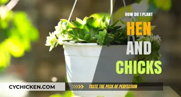 Planting Hen and Chicks: A Beginner's Guide to Succulent Gardening