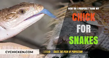 Thawing Chicks for Snakes: The Proper Method
