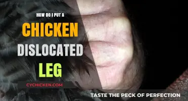 Fixing a Chicken's Dislocated Leg: A Step-by-Step Guide for Poultry Care