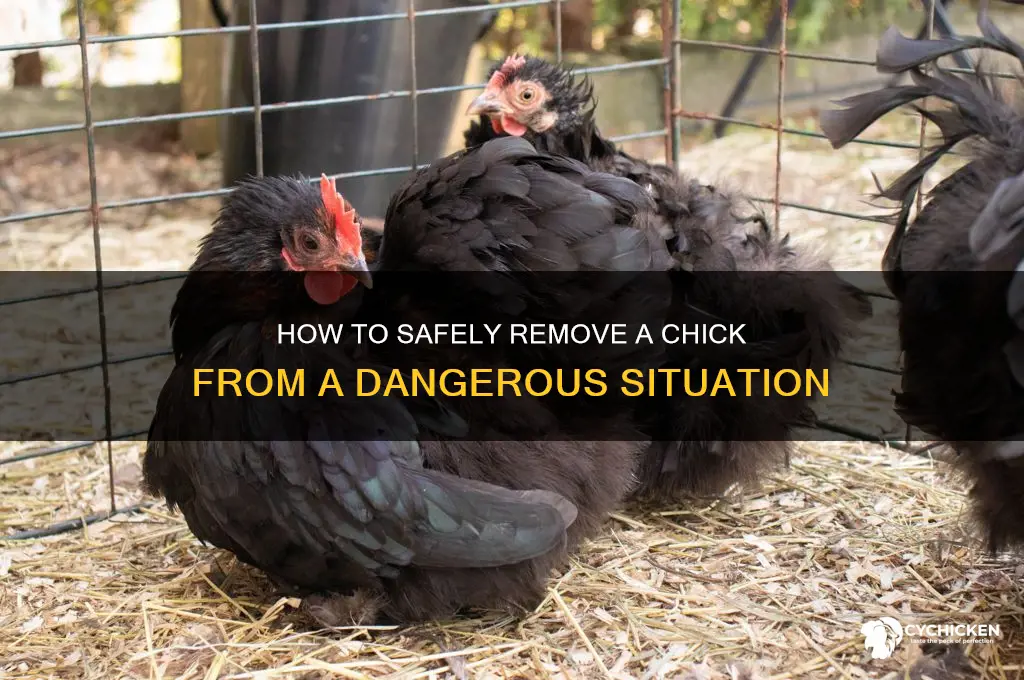 how do i remive a chick drom