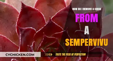 Removing Chicks from Sempervivum: A Step-by-Step Guide