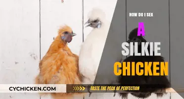 Identifying Silkie Chicken Gender: A Beginner's Guide to Sexing Silkies