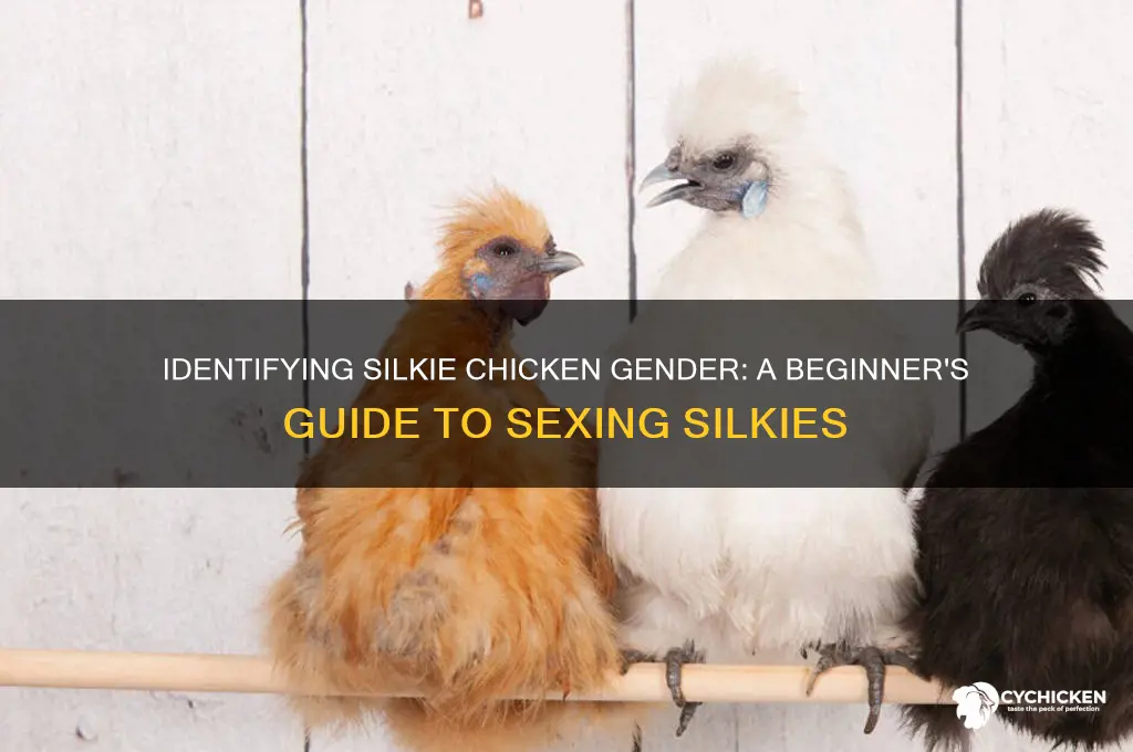 how do i sex a silkie chicken