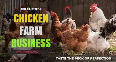 Starting a Chicken Farm Business: A Beginner's Guide to Success