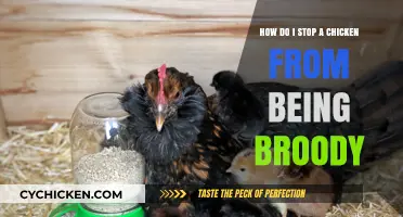 Ending Broodiness: Tricks to Get Your Chicken Moving