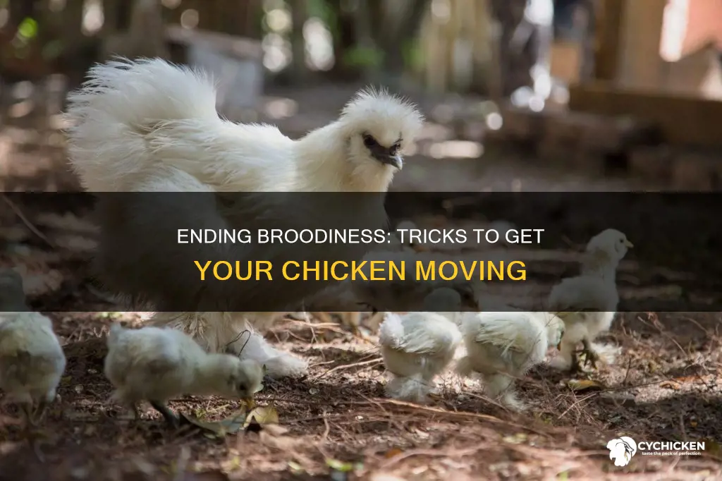 how do i stop a chicken from being broody