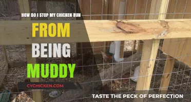 Preventing Mud in Your Chicken Run: Quick Solutions