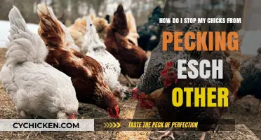 Stopping Chickens Pecking Each Other: Tips and Tricks