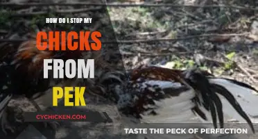 Preventing Pecking: Tips to Stop Chicks from Pecking Each Other
