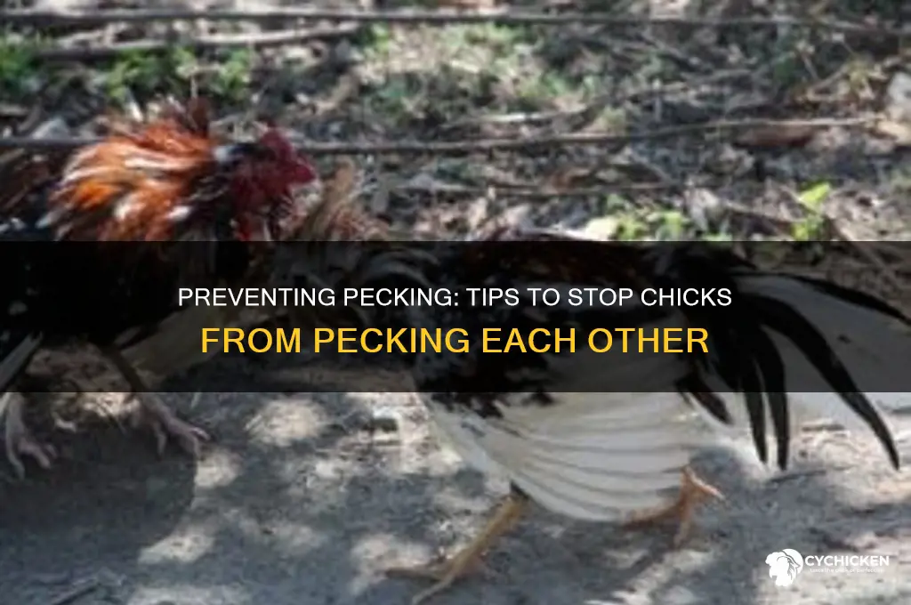 how do i stop my chicks from pek