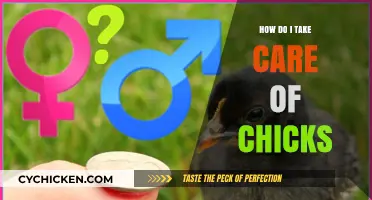 Caring for Chicks: Essential Tips for Healthy and Happy Baby Birds