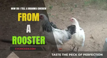 Identifying Brahma Chickens: Distinguishing Them from Roosters
